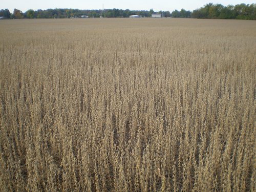 Property photo 24 - 75+/- Acres in 9 Tracts